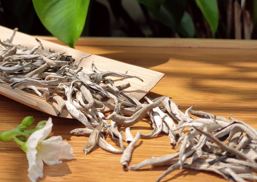 Trà Shan Tuyết cổ thụ