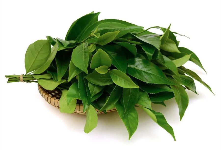 Bảo quản trà xanh tươi nơi khô ráo