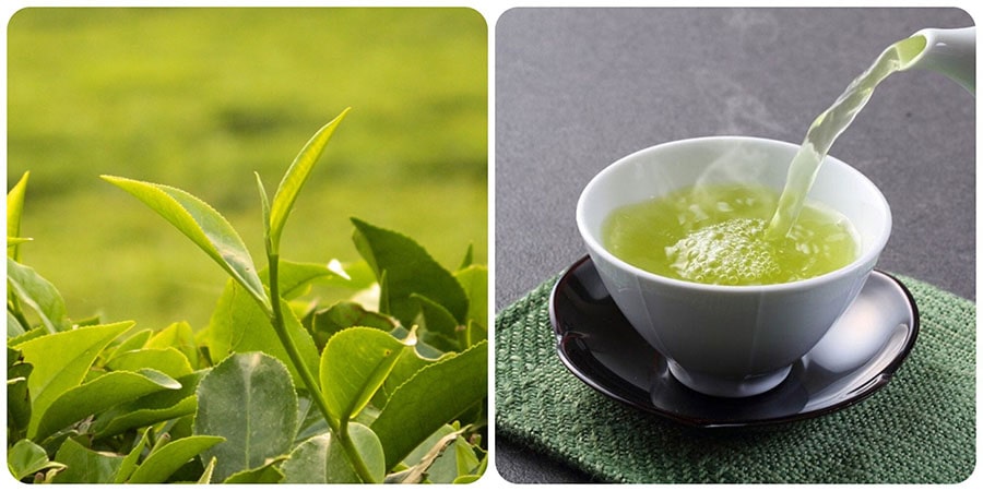 Trà xanh giúp ngăn ngừa ung thư