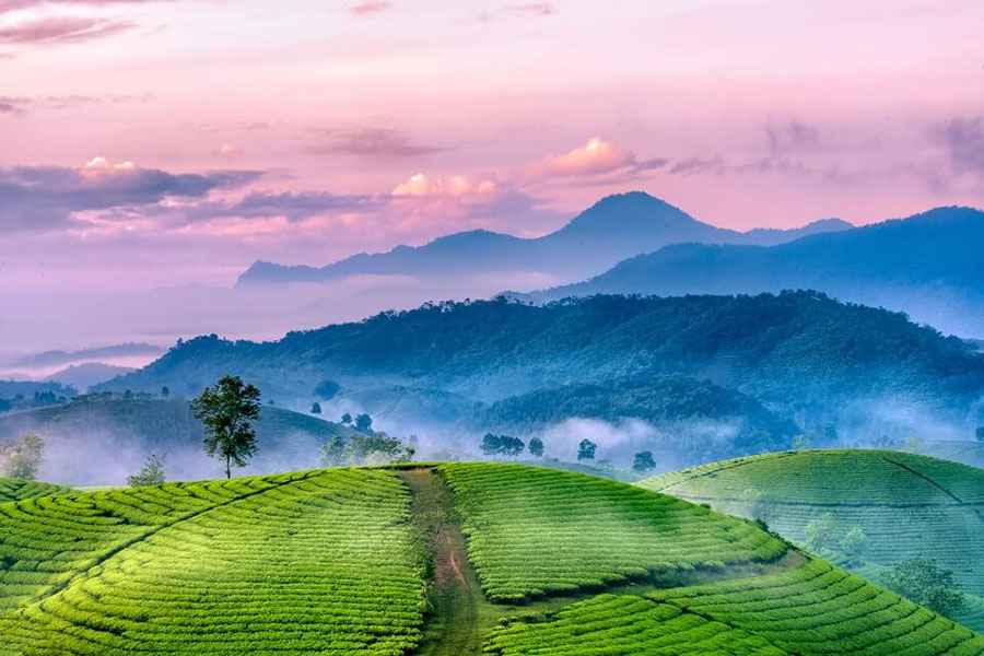 Vùng trà Tây Bắc