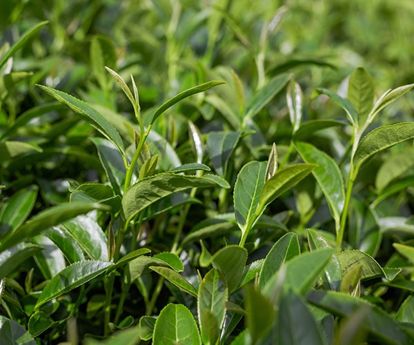 Bí kíp trị tóc rụng bằng trà xanh đơn giản, hiệu quả