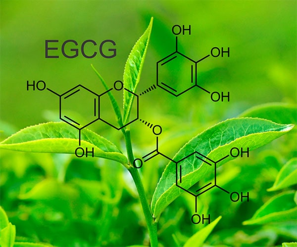 EGCG là gì? EGCG có lợi ích gì cho sức khỏe?