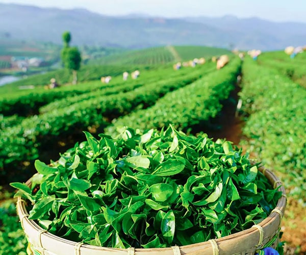 Giá trà Bảo Lộc và địa chỉ mua trà ngon giá tốt