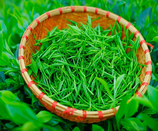 Trà đinh là gì? Những yếu tố quyết định hương vị thơm ngon của trà